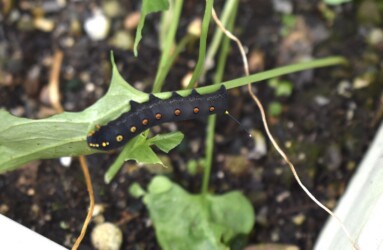 カラスビシャクに取りついたセスジスズメの幼虫