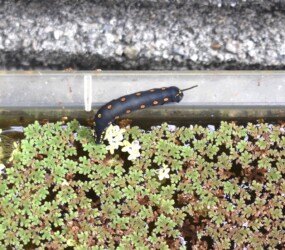 他に移動しようとする成虫