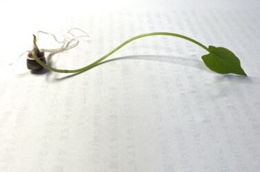 ムカゴから出た新芽