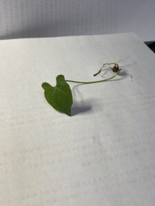 ムカゴから出た新芽