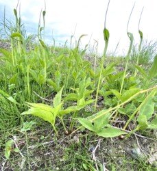 カラスビシャク