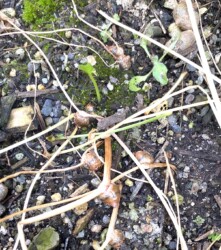 食べ尽くされて残ったムカゴ