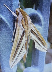 セスジスズメの成虫(ウィキペディアから引用)