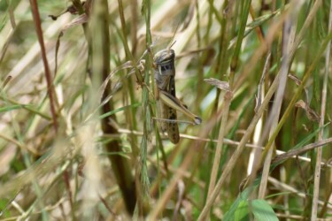 ツチイナゴ 6月14日