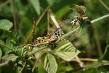 ツチイナゴ 6月16日
