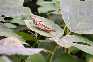 ツチイナゴ 9月26日