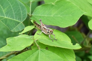 ツチイナゴ 9月26日