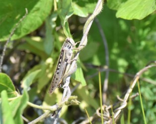 ツチイナゴ 9月17日