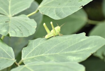 ツチイナゴの幼虫 9月22日