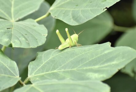 ツチイナゴの幼虫 9月22日