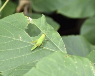 ツチイナゴの幼虫 9月22日