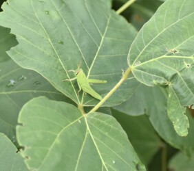 ツチイナゴの幼虫 9月22日