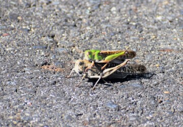 トノサマバッタ