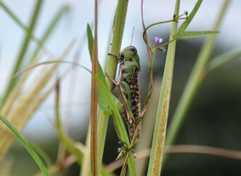 トノサマバッタ