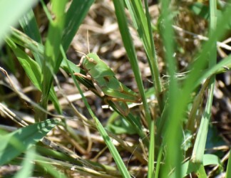 トノサマバッタの幼虫