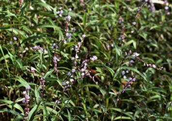 群生するサクラタデ