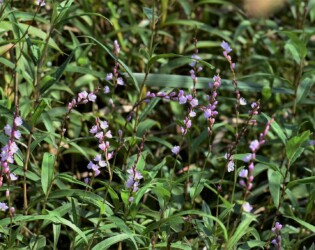 群生するサクラタデ