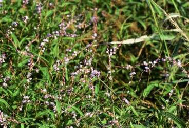 群生するサクラタデ