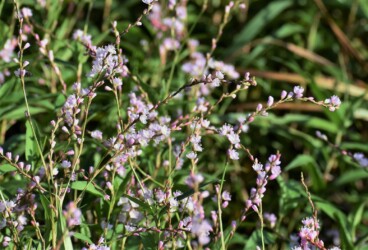 群生するサクラタデ