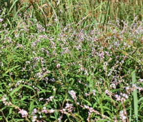 群生するサクラタデ