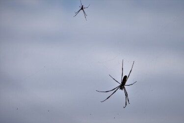 メスに迫るオス