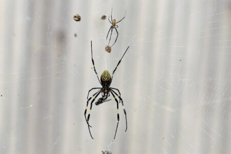 メスに迫るオス