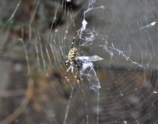 ナガコガネグモ