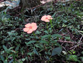 フシグロセンノウ