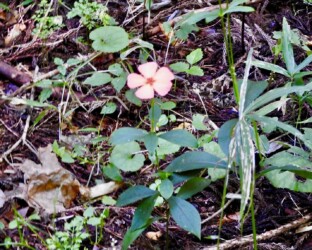 フシグロセンノウ