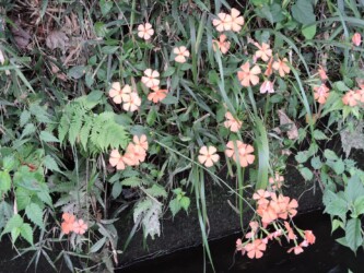 フシグロセンノウ