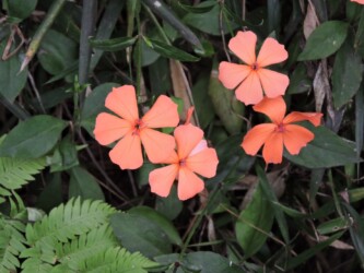 フシグロセンノウ