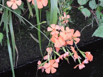 フシグロセンノウ