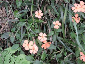 フシグロが分かるかな?