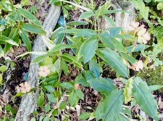 フシグロセンノウ K.Hさん提供