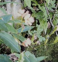 フシグロセンノウ K.Hさん提供