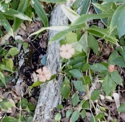 フシグロセンノウ K.Hさん提供