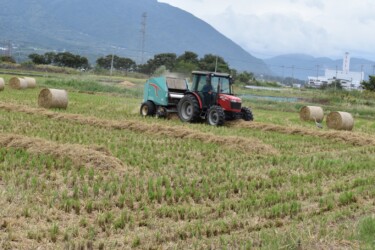 ロールベール作業中