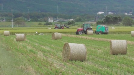 ロールベール作業中