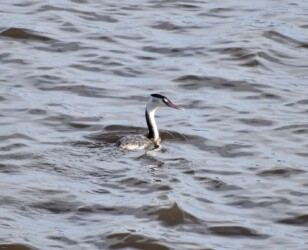 冬羽のカンムリカイツブリ