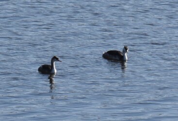 冬羽のカンムリカイツブリ