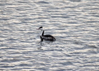 冬羽のカンムリカイツブリ