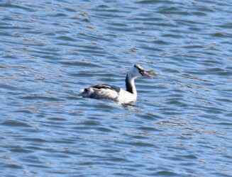 冬羽のカンムリカイツブリ