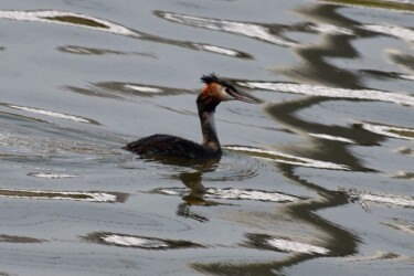 夏羽のカンムリカイツブリ