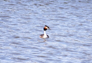 夏羽のカンムリカイツブリ