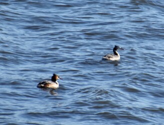 夏羽のカンムリカイツブリ