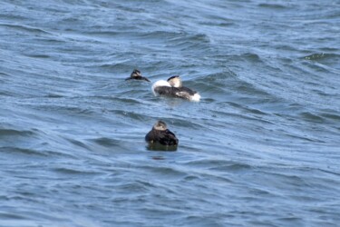 寝ているカンムリカイツブリ