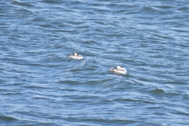 寝ているカンムリカイツブリ
