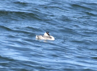 寝ているカンムリカイツブリ