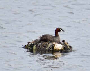 こちらは留鳥のカイツブリ