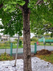 ギンナンを採ったイチョウ S.Mさん提供